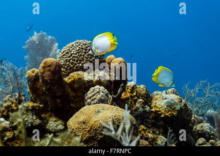 Nahaufnahme von Sergeant große Fische schwimmen vorbei Gehirn Korallen und Schwämme auf Korallenriff in Honduras Stockfoto