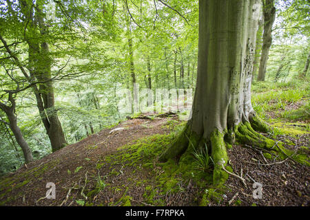 Im Sommer bei Allen Banks und Staward Schlucht, Northumberland. Dies ist ein 250 Hektar großes Gelände mit einer tiefen Schlucht und der größte Bereich des alten naturnaher Wald in Northumberland. Stockfoto