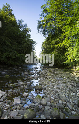 Besucher im Sommer bei Allen Banks und Staward Schlucht, Northumberland. Dies ist ein 250 Hektar großes Gelände mit einer tiefen Schlucht und der größte Bereich des alten naturnaher Wald in Northumberland. Stockfoto