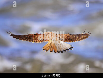 Turmfalke, schwebt Stockfoto