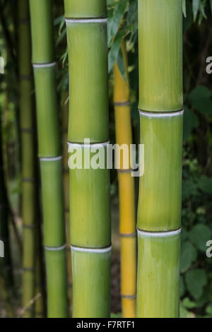 Close-up vertikal wachsender Bambus Stockfoto
