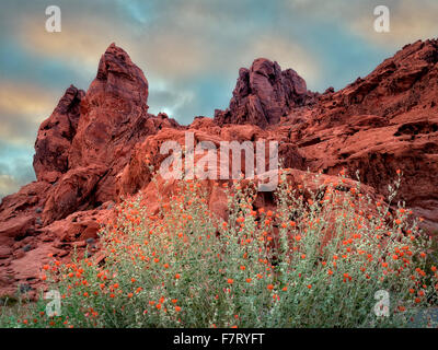 Globe Mallow und Felsformation im Valley of Fire State Park, Nevada Stockfoto