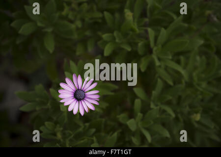 einsame lila Blume des Herbers Osteospermum Stockfoto