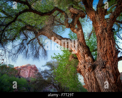 Pappeln und Felsformationen mit Mond. Fruita, Capitol Reef National Park, Utah Stockfoto