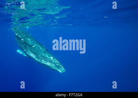 Buckelwale, Impressionen Novaeangliae, erwachsenes Weibchen umgeben von Putzerfische, Kohala, Kona, Hawaii, USA (Pazifischer Ozean) Stockfoto