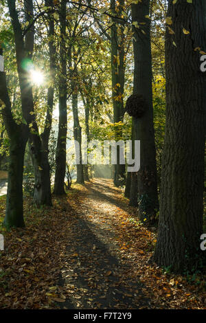 Gefallene Herbstlaub Fußweg Avenue, Kolonialwarenhändler Stockfoto
