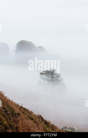 Bäume im Nebel Danby Dale, North York Moors National Park Stockfoto