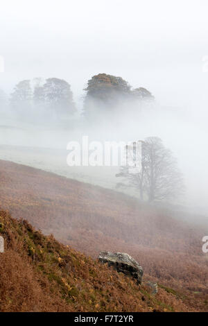 Bäume im Nebel Danby Dale, North York Moors National Park Stockfoto