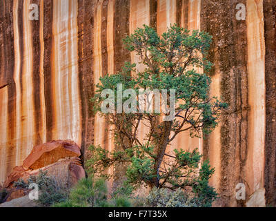 Wüste Lack Felsformation und Kiefer Capitol Reef National Park, Utah Stockfoto