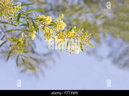 Australien-Winter und Frühling gelbe Wildblumen Akazie Fimbriata, allgemein bekannt als die Fransen Flechtwerk oder Brisbane Golden Wattle Stockfoto