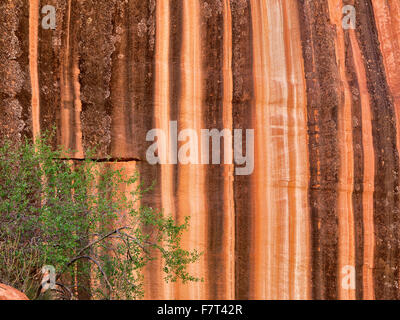 Wüste Lack Felsformation am Capitol Reef National Park, Utah Stockfoto