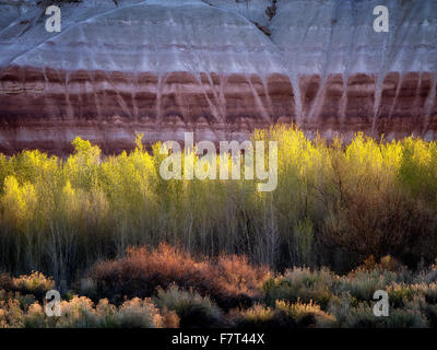 Pappeln und bunten Klippen. Capitol Reef National Park, Utah Stockfoto