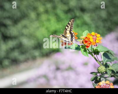 Papilio Machaon Schmetterling. Exemplar von Papilio Machaon Schmetterling fotografiert in Sardinien im Herbst Stockfoto