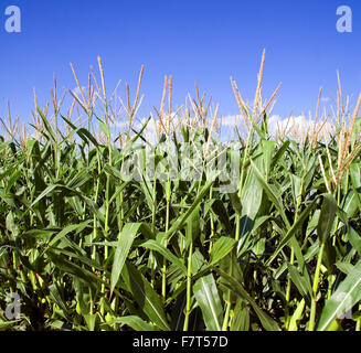 Nebraska ist berühmt für seine reiche Getreidefelder, eine überaus beliebten Kulturpflanze, weil es die Grundlage für Ethanol ist. Stockfoto