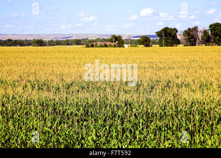 Nebraska ist berühmt für seine reiche Getreidefelder, eine überaus beliebten Kulturpflanze, weil es die Grundlage für Ethanol ist. Stockfoto