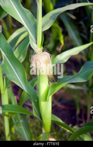 Ähre, Quasten aus.  Nebraska ist berühmt für seine reiche Getreidefelder, die Grundlage für Ethanol-Kraftstoff. Stockfoto