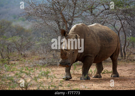 Breitmaulnashorn (Ceratotherium Simum), Hluhluwe-Imfolozi Nationalpark, Provinz KwaZulu-Natal, Südafrika Stockfoto