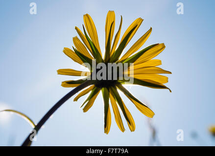 Wiese Schwarzwurzeln (Tragopogon Pratensis) Blume, Upper Bavaria, Bavaria, Germany Stockfoto