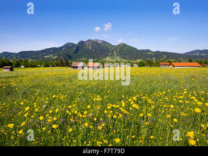 Frühlingswiese mit Wiese Schwarzwurzeln (Tragopogon Pratensis), Lenggries und Brauneck, Isarwinkel, Upper Bavaria, Bavaria, Germany Stockfoto