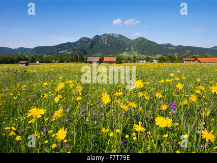 Frühlingswiese mit Wiese Schwarzwurzeln (Tragopogon Pratensis), Lenggries und Brauneck, Isarwinkel, Upper Bavaria, Bavaria, Germany Stockfoto