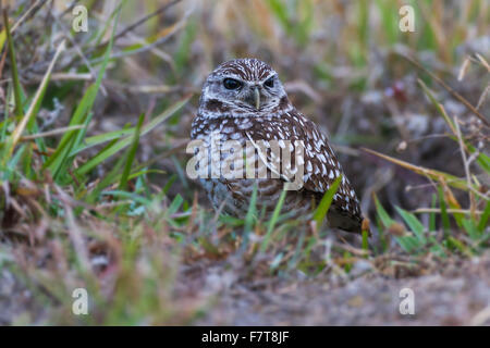 Kanincheneule (Athene Cunicularia) sitzen im Rasen, Florida, USA Stockfoto