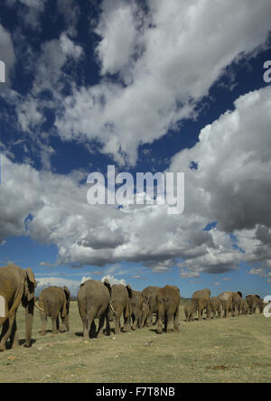 Afrikanische Elefanten (Loxodonta Africana), Herde, marschieren, von hinten, Amboseli Nationalpark, Kenia Stockfoto