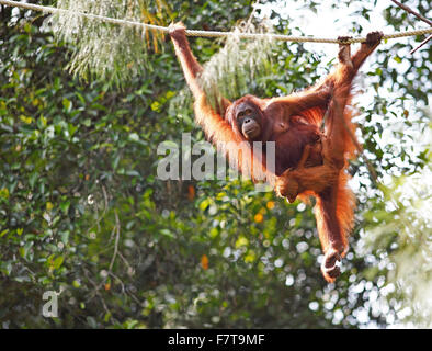 Orang-Utan (Pongo) mit jungen im Semenggoh Wildlife Sanctuary in Kuching, Sarawak, Borneo, Malaysia Stockfoto