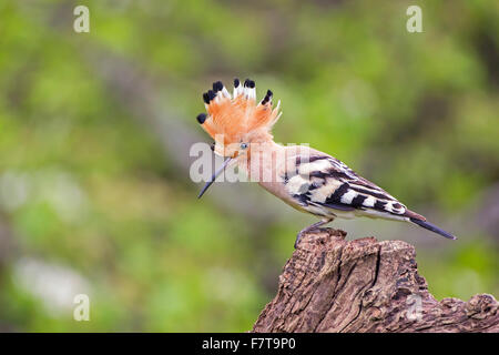 Wiedehopf (Upupa Epops) mit angehobenen Haube, Toskana, Italien Stockfoto