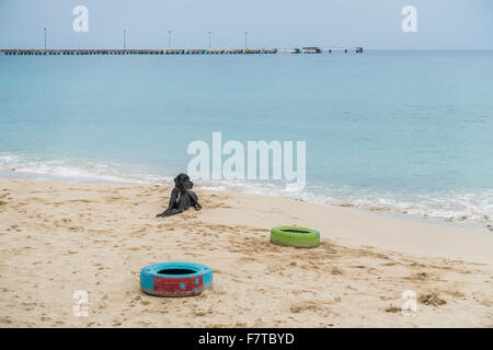 Eine Deutsche Dogge liegt am Strand auf der Insel St. Croix, Amerikanische Jungferninseln. USVI, U.S.V.I. Stockfoto