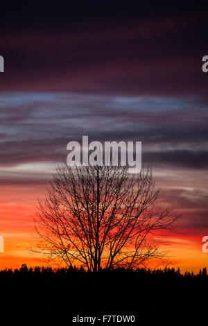 Baum-Silhouette und schönen Sonnenuntergang Wolken Stockfoto