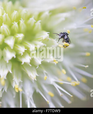 Nahaufnahme von einer sehr kleinen Minute Australian native stachellosen Bienen Tetragonula auf einer Zwiebel-Blume Stockfoto