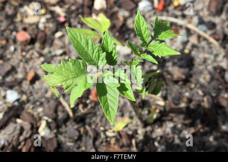 Tomaten-Setzlinge in den Boden Stockfoto