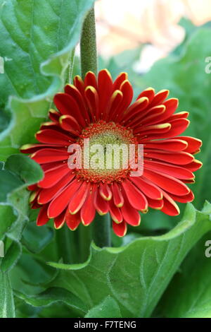 Rot-Daisy oder bekannt als Gerbera Jamesonii - Platzen von Farbe Stockfoto