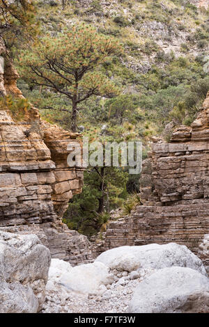 Rückblick auf den Wanderer Treppe, Guadalupe Mountains Nationalpark, Texas Stockfoto