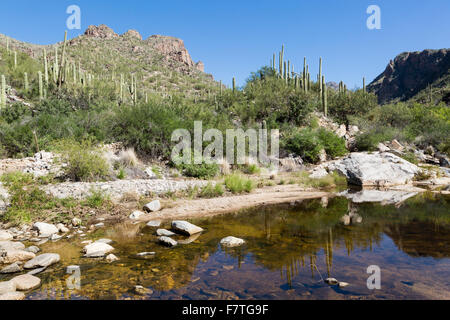 Ein langsamer Teil des Sabino Creek bilden einen Pool unter Wüstenvegetation, Pusch Ridge Wilderness, Arizona Stockfoto