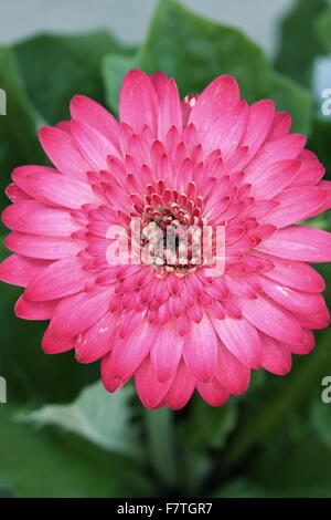 Gerbera Jamesonii - Burst Farbe - rosa Stockfoto