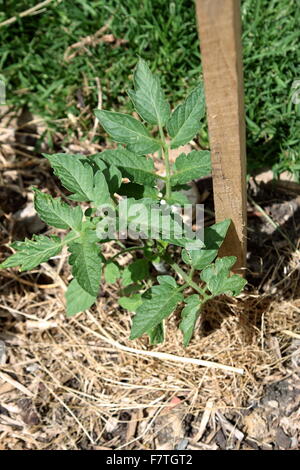 Tomaten-Setzlinge in den Boden Stockfoto