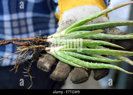 Hände halten junge Aloe-Vera-Pflanzen Stockfoto
