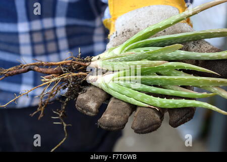 Hände halten junge Aloe-Vera-Pflanzen Stockfoto