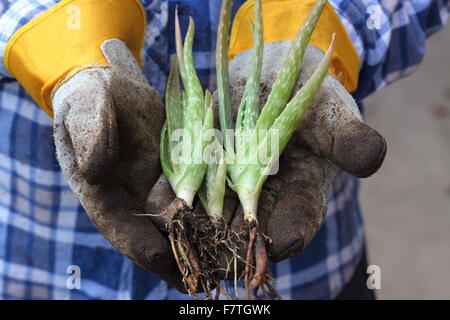 Hände halten junge Aloe-Vera-Pflanzen Stockfoto
