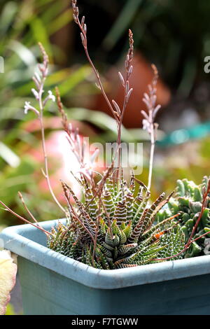 Blühende Haworthia attenuata Stockfoto