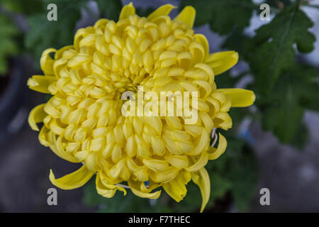 Chrysanthemen sind auch Mütter oder Chrysanths genannt.  Tbhey sind Blumen der Familie Asteraceae stammt aus Asien und auch Europa. Stockfoto