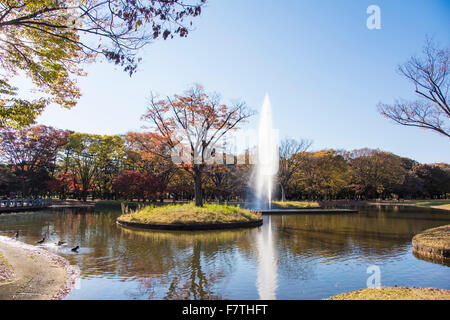 Herbstfarben, Yoyogi Park, Shibuya-Ku, Tokyo, Japan Stockfoto