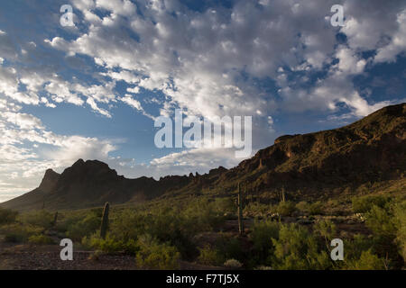 Wüstenvegetation verstreut über dem Wüstenboden unter Picacho Peak, Picacho Peak State Park, Arizona Stockfoto