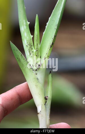 Nahaufnahme von Hand mit Aloe Vera-Welpen Stockfoto