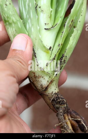 Nahaufnahme von Hand mit Aloe Vera-Welpen Stockfoto