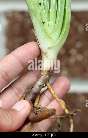 Nahaufnahme von Hand mit Aloe Vera-Welpen Stockfoto