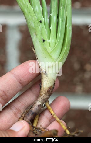 Nahaufnahme von Hand mit Aloe Vera-Welpen Stockfoto