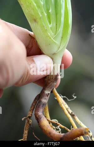 Nahaufnahme von Hand mit Aloe Vera-Welpen Stockfoto