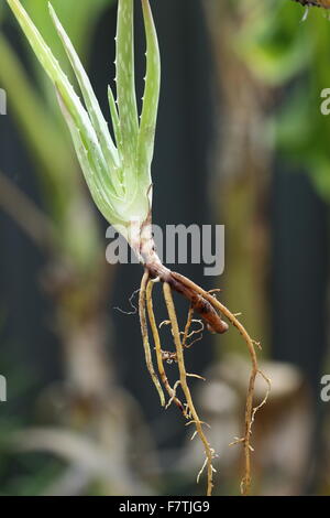 Nahaufnahme der Aloe Vera Pflanze mit Wurzeln Stockfoto